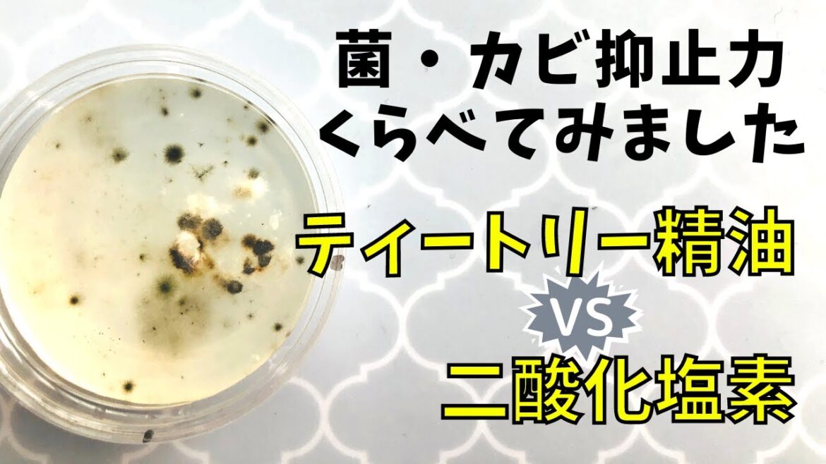 【アロマで抗菌って大丈夫⁈】二酸化塩素とティートリーの抑止力を比べてみた結果 【アロマで抗菌って大丈夫⁈】二酸化塩素とティートリーの抑止力を比べてみた結果