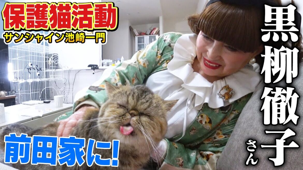 【保護猫活動】黒柳徹子さんがティモンディ前田さん家にやってきました【サンシャイン池崎一門】