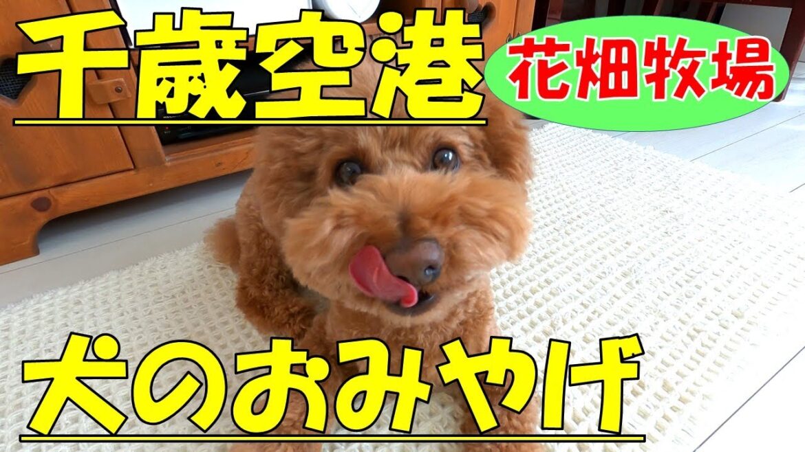 【千歳空港】犬のおみやげ【花畑牧場】
