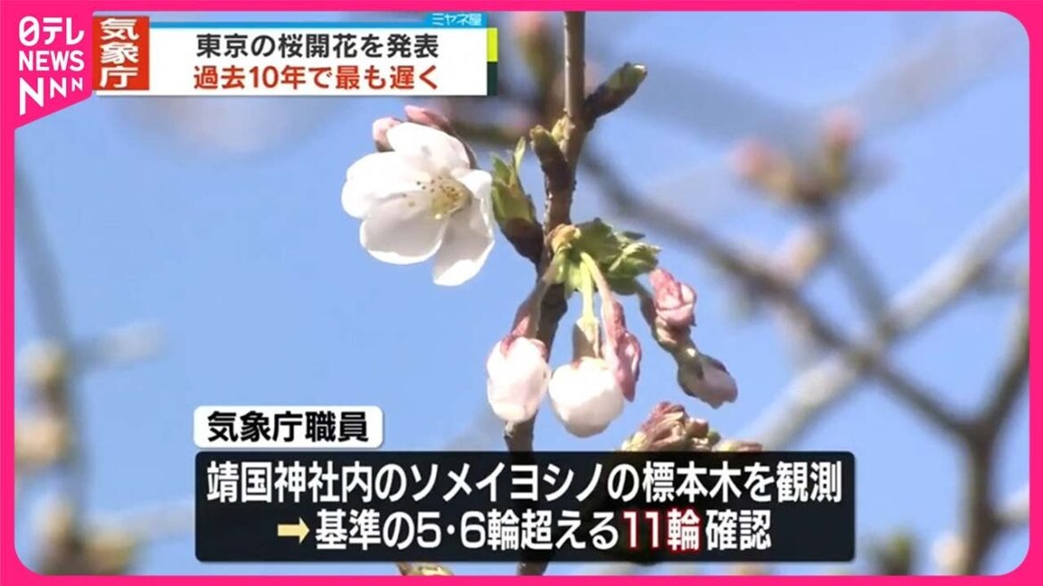 【速報】東京の桜ようやく開花  過去10年で最も遅い開花  気象庁