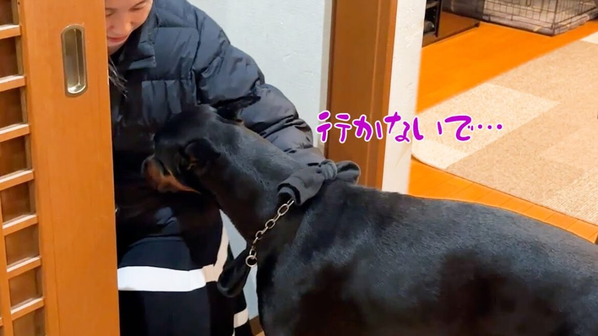 お留守番と言われた時のドーベルマン