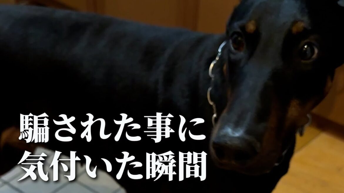 散歩と偽って、大っ嫌いなお風呂にドーベルマンを連れて行った結果