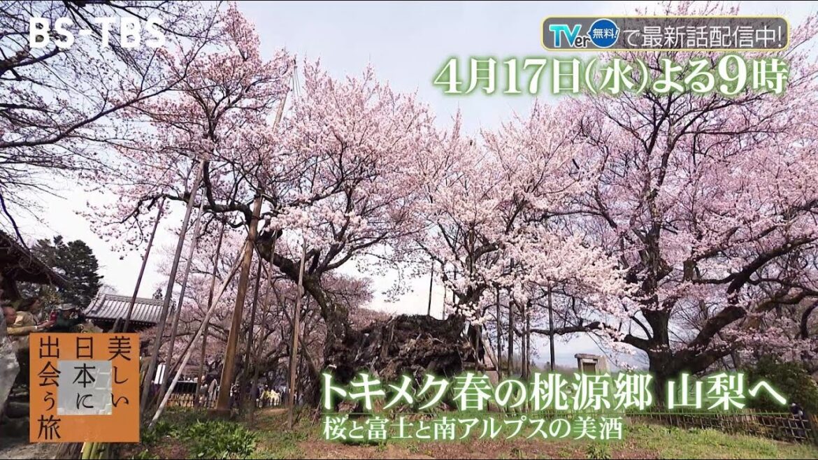 春の山梨へ…富士山・五重塔・桜が織りなす絶景!南アルプスの美酒、樹齢2千年の桜も「美しい日本に出会う旅」4/17(水)よる9時 春の山梨へ…富士山・五重塔・桜が織りなす絶景!南アルプスの美酒、樹齢2千年の桜も「美しい日本に出会う旅」4/17(水)よる9時