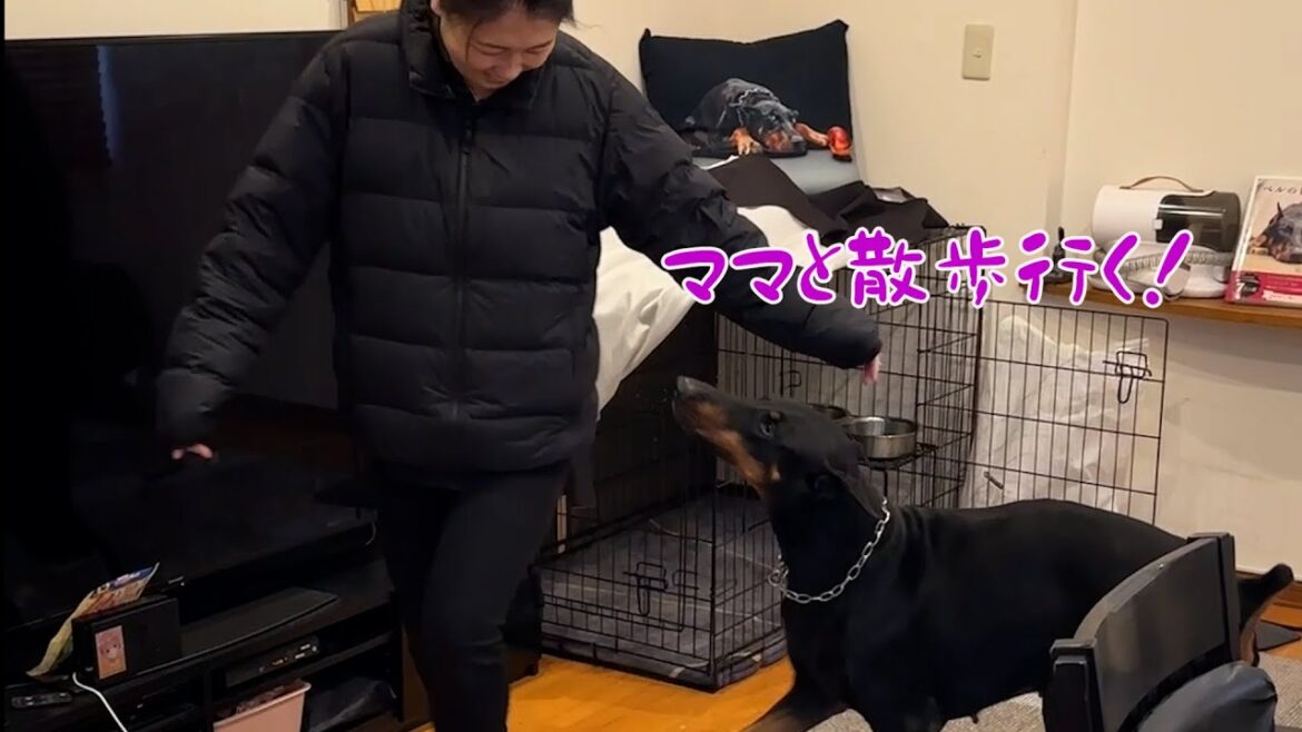 異常な喜びで散歩に行くドーベルマン