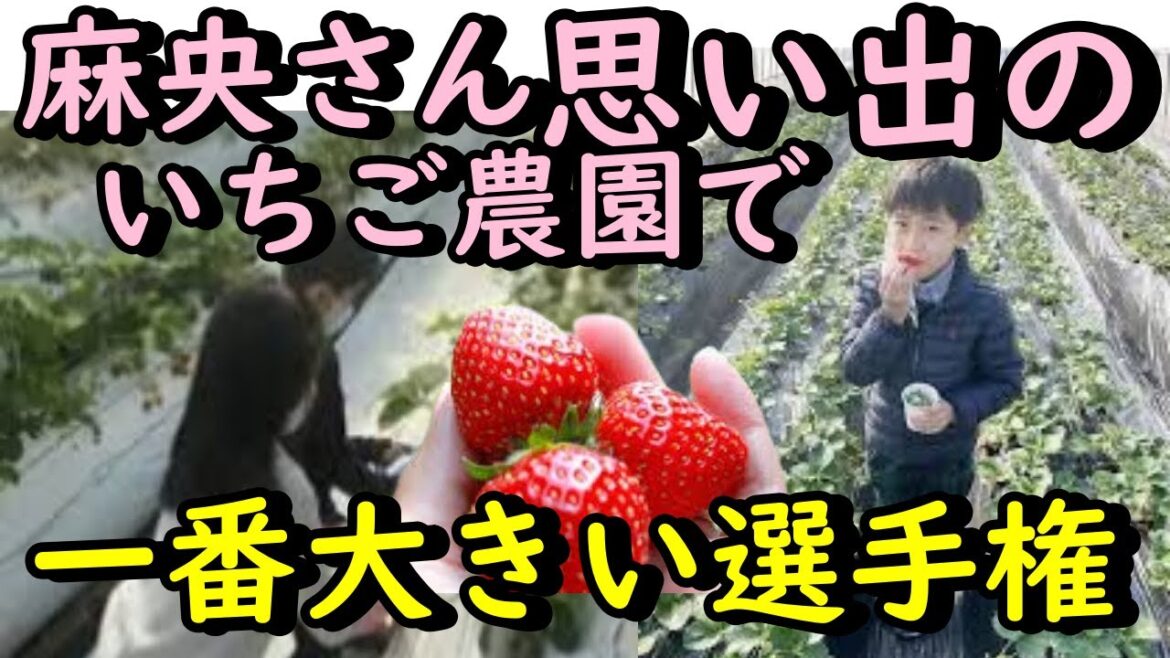 麻央さんとの思い出のいちご農園で。「いちご一番大きい選手権」