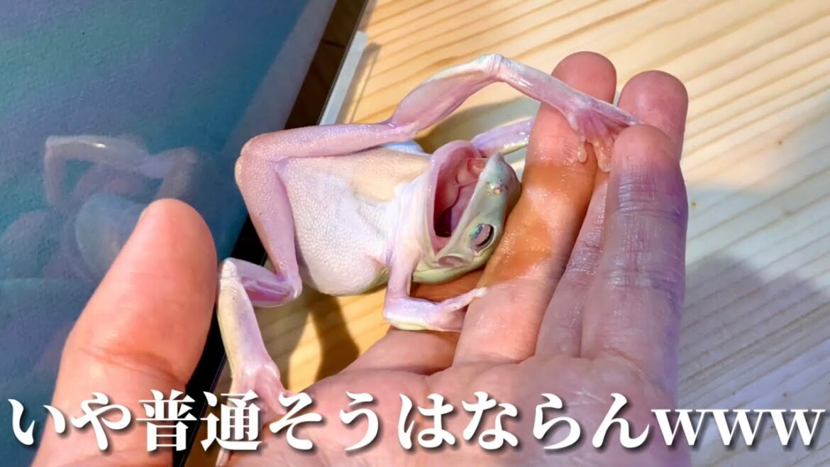 カエルに虫のスマホゲームを見せたらリアル鳥獣戯画になったwwww / Rolling Frog ...