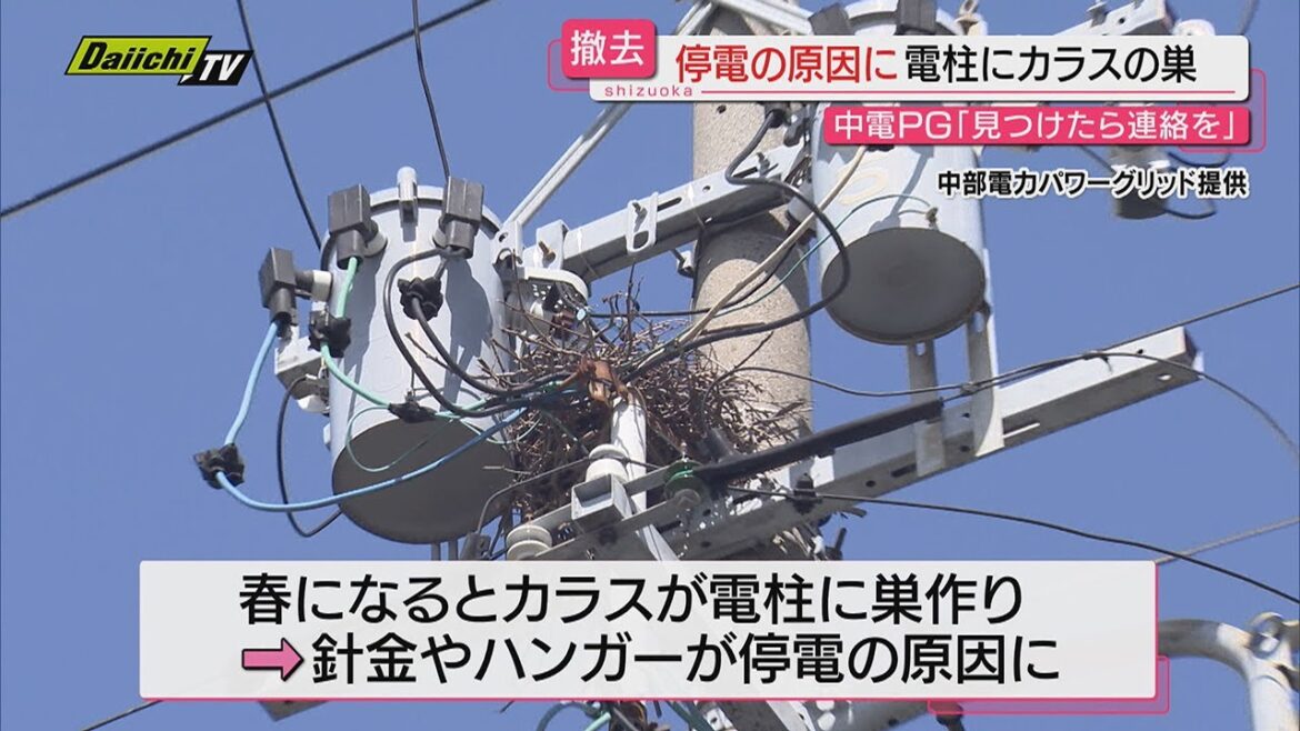 【春の厄介者】停電などの原因となる“カラスの巣”の撤去作業を中部電力パワーグリッドが公開（静岡）