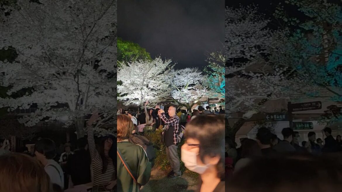 静岡祭り 夜桜 #長瀬智也 #ジャニーズ #山口達也 #国分太一 #城島茂 #花唄 #tokio #松岡昌宏 #バズれ