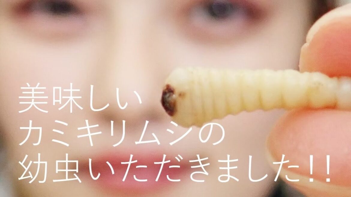 赤ちゃんカミキリムシ幼虫のクリーム煮　｜昆虫食｜井上咲楽