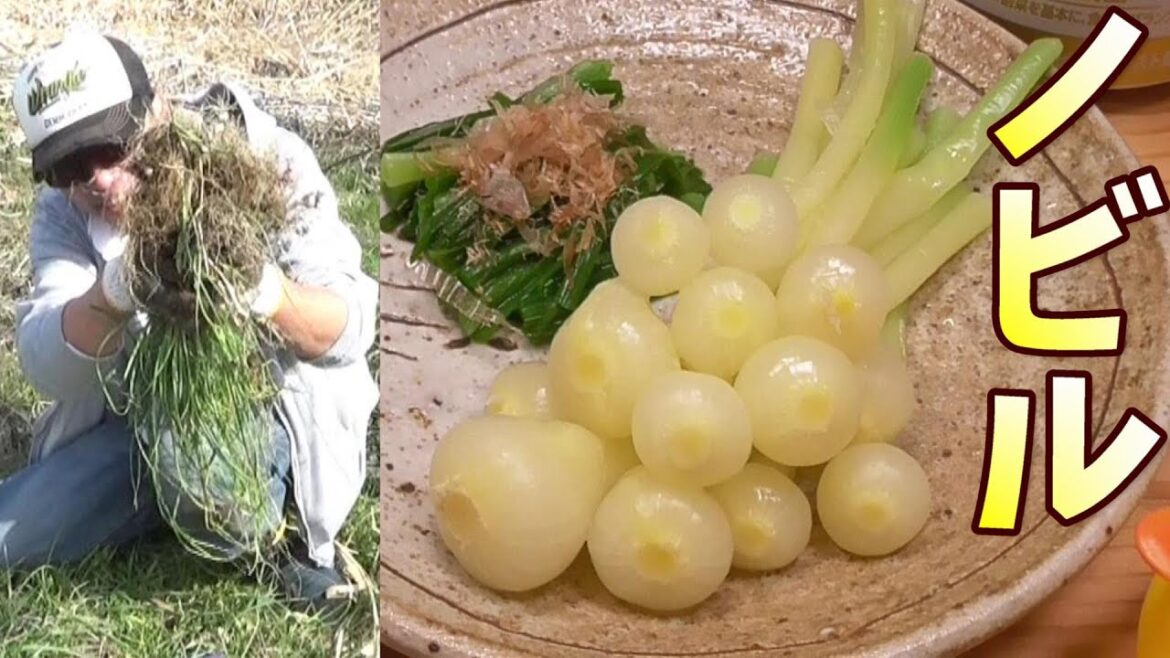 ノビル採って食べる！おひたし。うまいぞ。山菜、野草。　ノビルの採り方。ノビルの食べ方。簡単、ノビル料理の作り方。　野蒜。　山菜採り。男の料理。レシピ。
