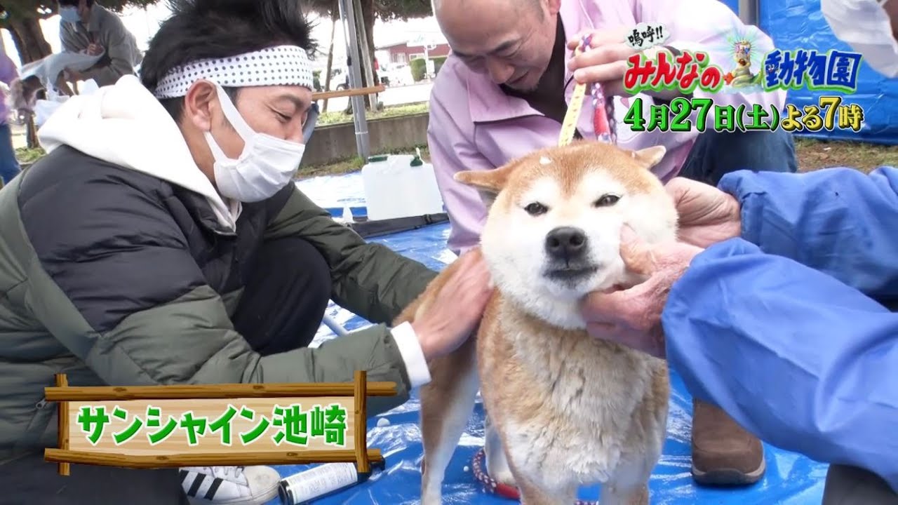 「嗚呼!!みんなの動物園」4月27日土曜よる7時放送【相葉トリミングSP！】サンシャイン池崎さん&満島真之介さんと一緒にワンちゃん・猫ちゃんを
