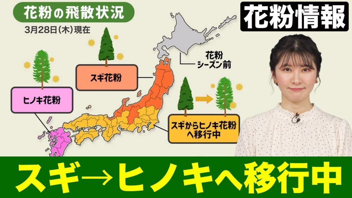 【花粉情報】西・東日本ではスギからヒノキ花粉へ移行中／本格飛散は4月中旬まで