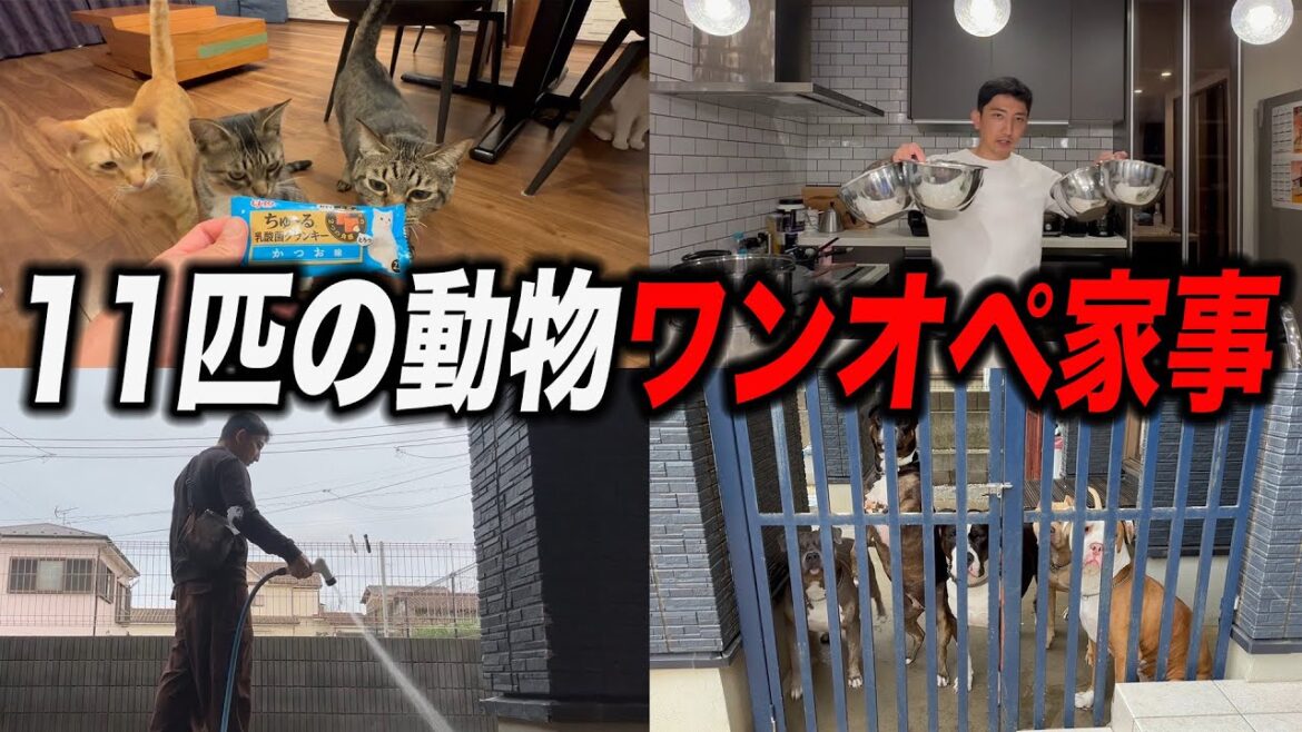 妻のいない日に11匹の動物を夫1人でワンオペする過酷な動画‼️