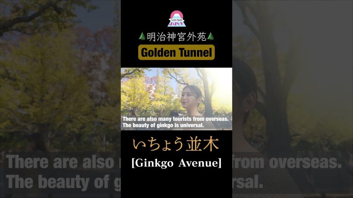 神宮外苑いちょう並木をお散歩♫ #meijijingugaien #tokyo #vlog #鈴木咲