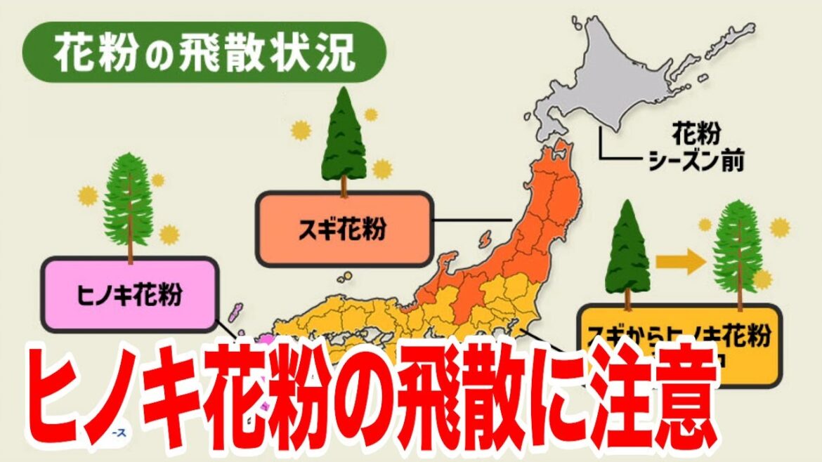 ヒノキ花粉の飛散に注意　4月中旬にかけて飛散のピーク