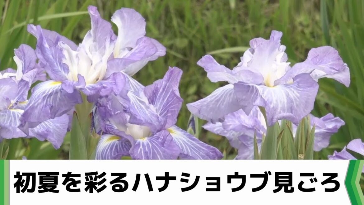 初夏を彩るハナショウブ見ごろ　水郷佐原あやめパーク（2023.06.07放送）