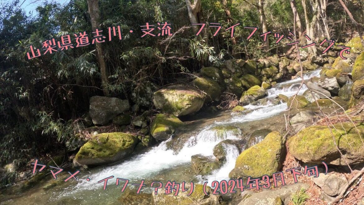 山梨県道志村　道志川・支流　フライフィッシングでヤマメ・イワナ？釣り（2024年3月下旬）