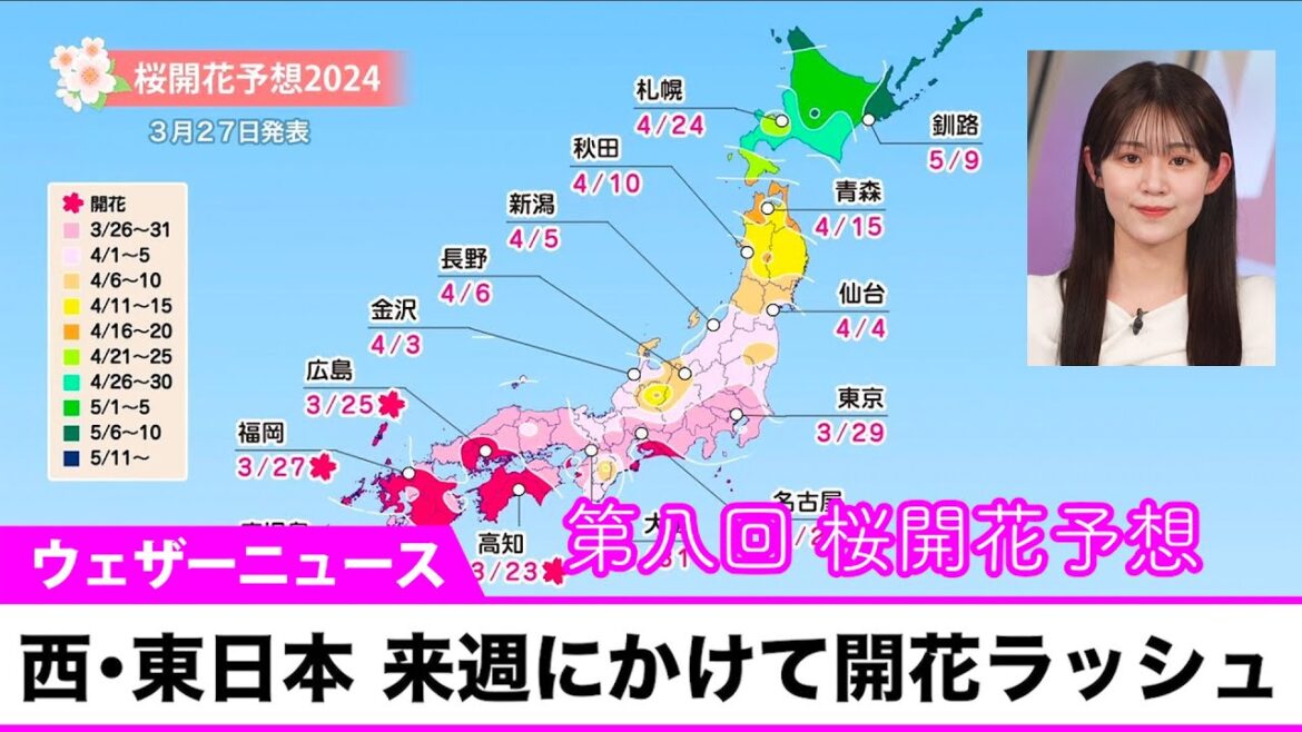 第八回桜開花予想　西日本や東日本は来週にかけて桜の開花ラッシュ　4月上旬に満開へ（2024.3.27 ウェザーニュース発表）