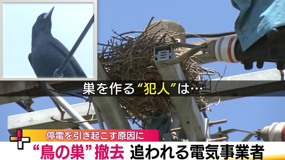 カラスの巣で停電!? 金物を含んだ巣が停電を引き起こす原因に 電柱に作った巣を撤去【福島発】  (24/04/25 20:00) カラスの巣で停電!? 金物を含んだ巣が停電を引き起こす原因に 電柱に作った巣を撤去【福島発】  (24/04/25 20:00)
