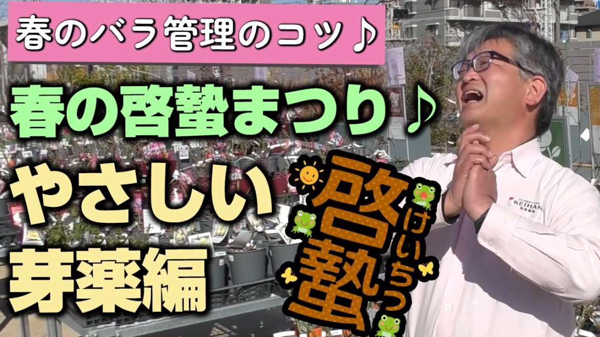【バラの育て方】春のバラ管理のコツ♪春の啓蟄まつり♪やさしい芽薬編(2023年3月3日) 【バラの育て方】春のバラ管理のコツ♪春の啓蟄まつり♪やさしい芽薬編(2023年3月3日)