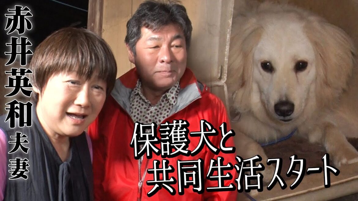 【保護犬と共同生活】人を怖がる"ひつじ"と赤井英和さんご夫婦の新たな生活がスタートしました
