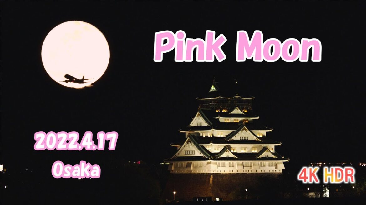 【見たら幸せに！？】2022年ピンクムーン＠大阪城【4K HDR】