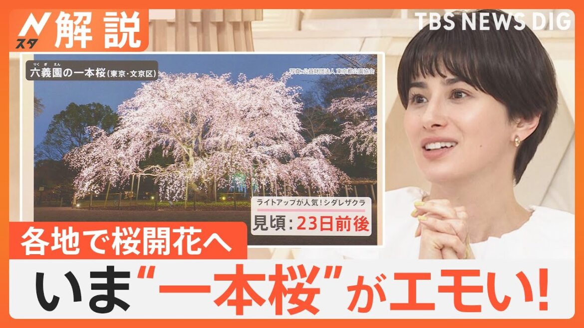 桜の開花まもなく！「桜に会いに行く」いま“一本桜”がエモい！旅行予約サイト厳選スポット【Nスタ解説】｜TBS NEWS DIG
