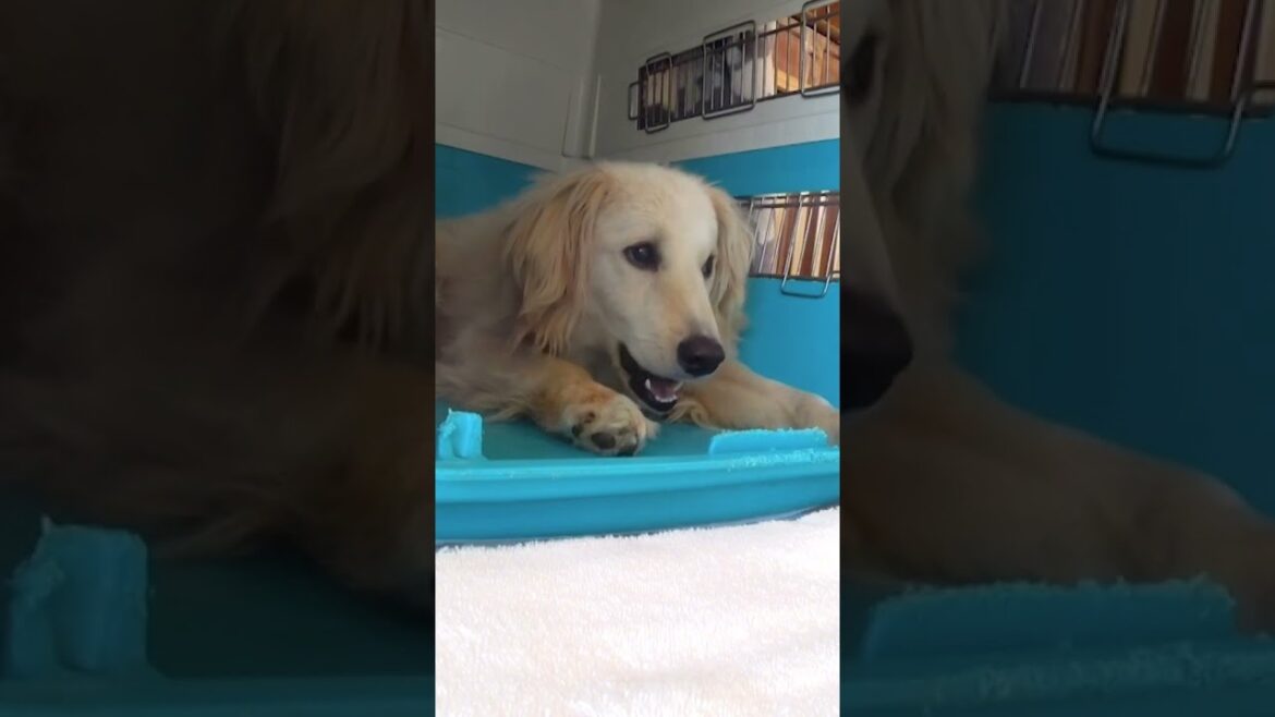 #赤井英和 さんが預かり中の #保護犬 「ひつじ」🐶🐾