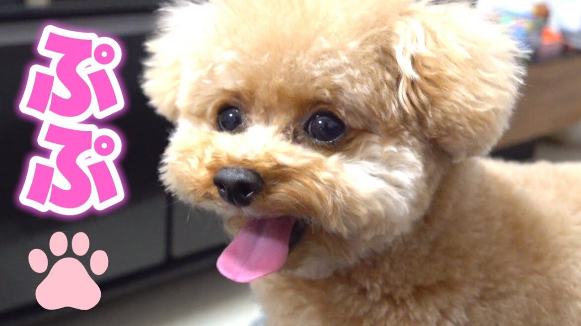 ぷぷと遊ぼう🐶