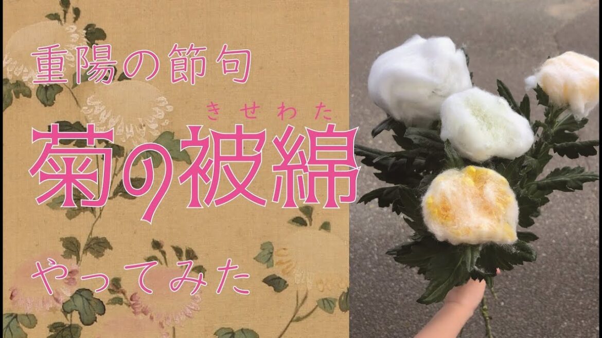 重陽の節句・「菊の被綿」やってみた