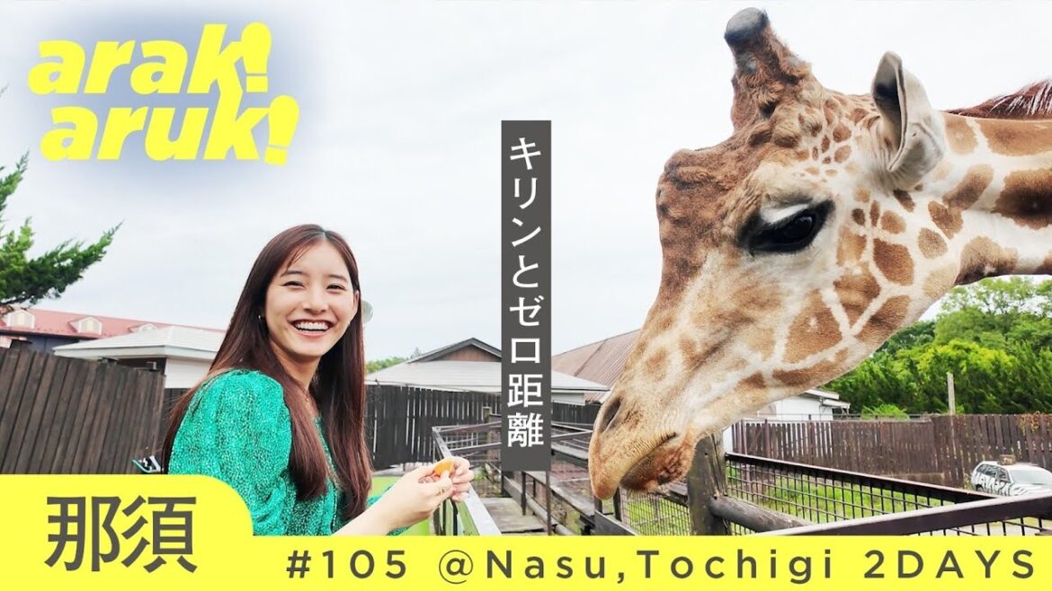 ナイトサファリ大迫力🦒🐈🐘ずっとかわいい🦁Hand-feeding giraffes and elephants!First night safari experience!