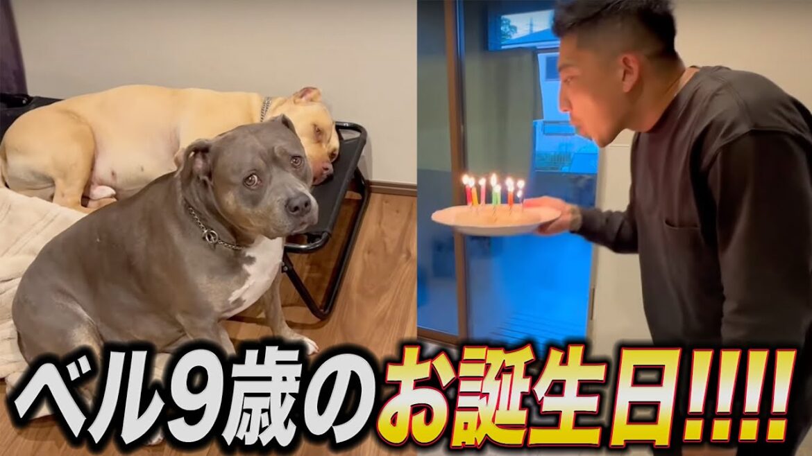 ピットブル9歳のお誕生日‼️