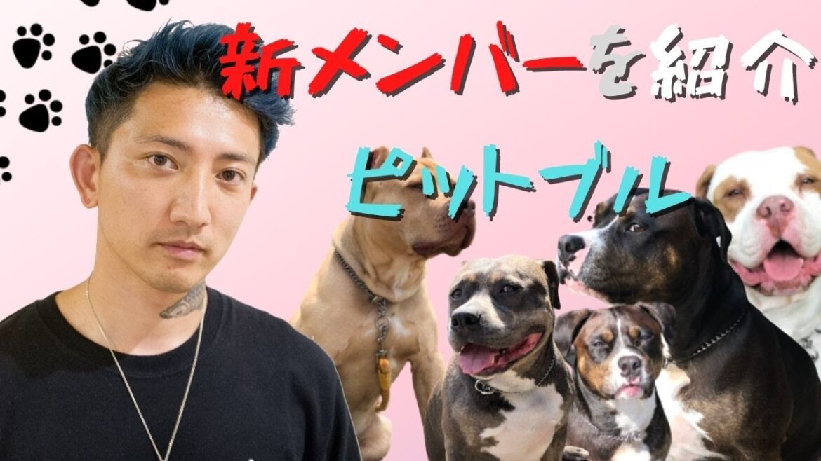 新メンバーを紹介！愛犬ピットブル５匹！