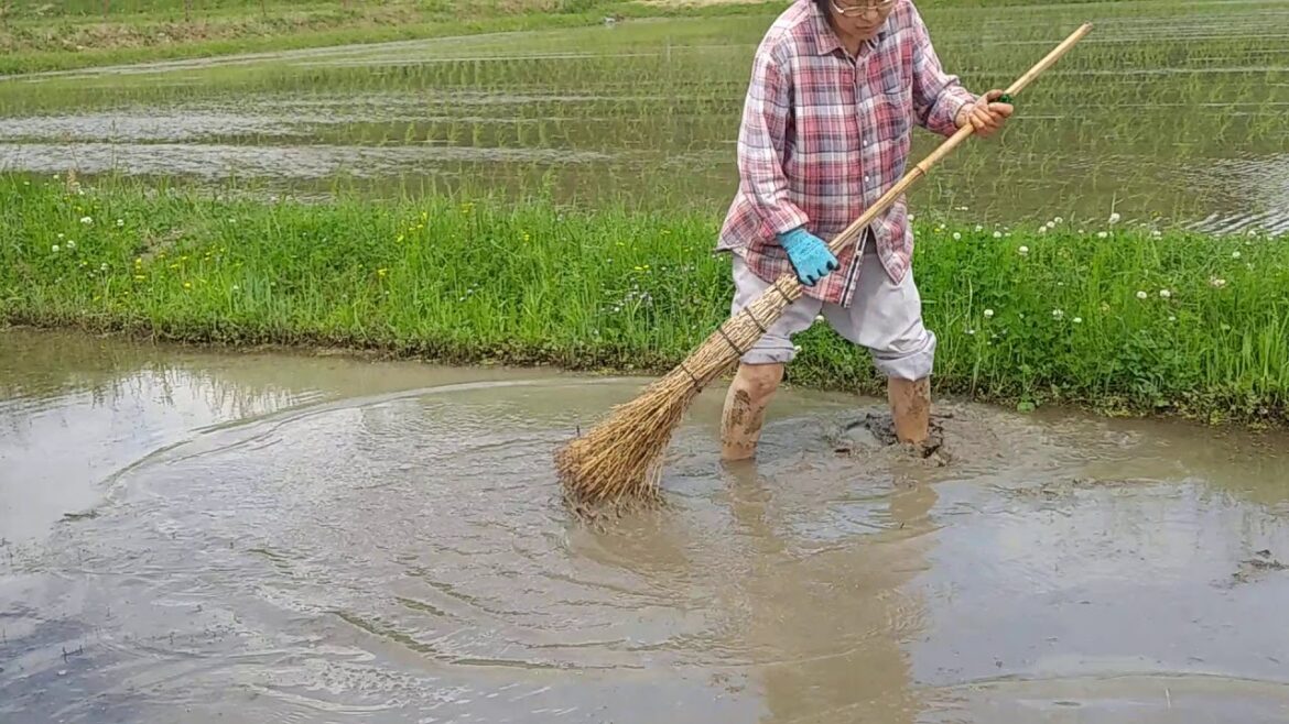 竹箒で、田んぼの草取り（田植え前編）