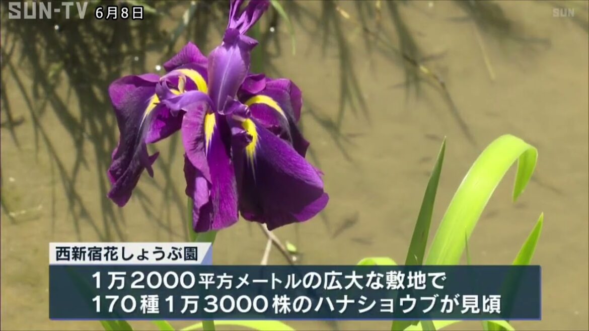 色とりどりのハナショウブが見頃　佐用町「西新宿花しょうぶ園」6月30日まで