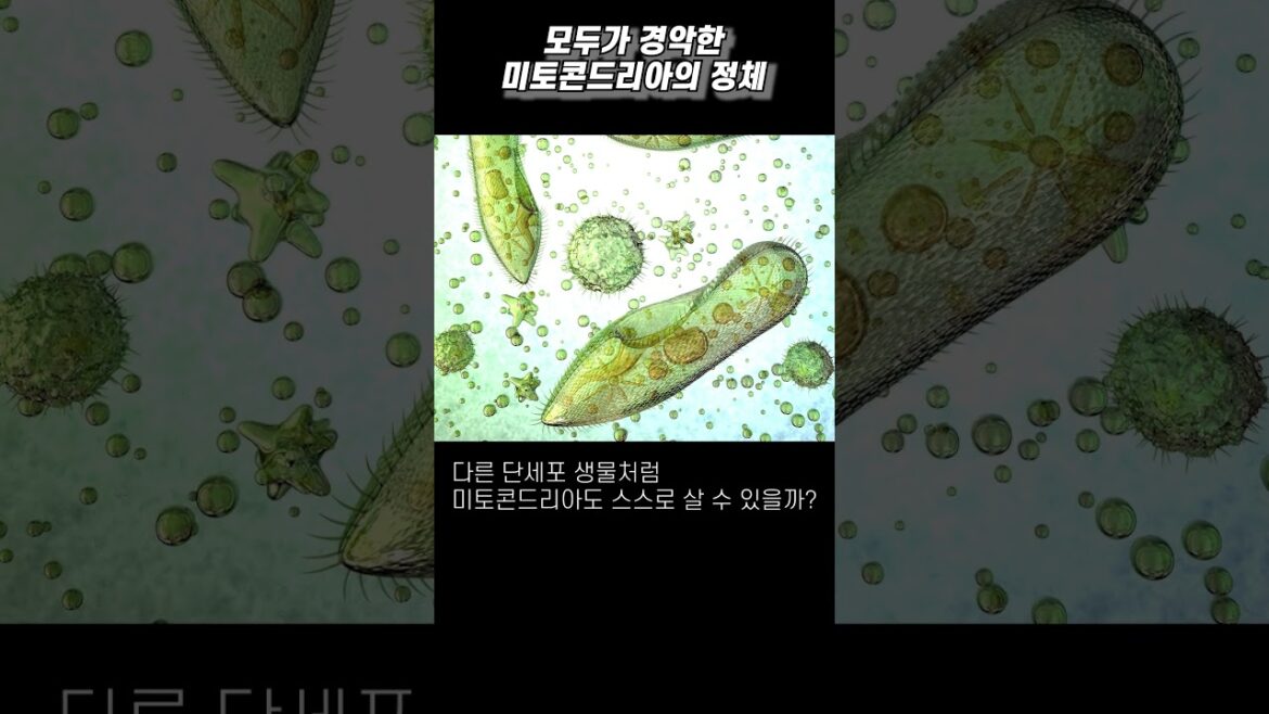 [과학] 모두가 경악한 충격적인 미토콘드리아의 정체!