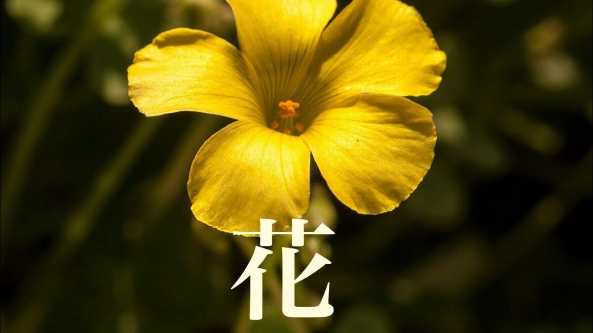 花　【森山直太朗】　cover  ギター弾き語り　　　一部、原曲とリズム違います