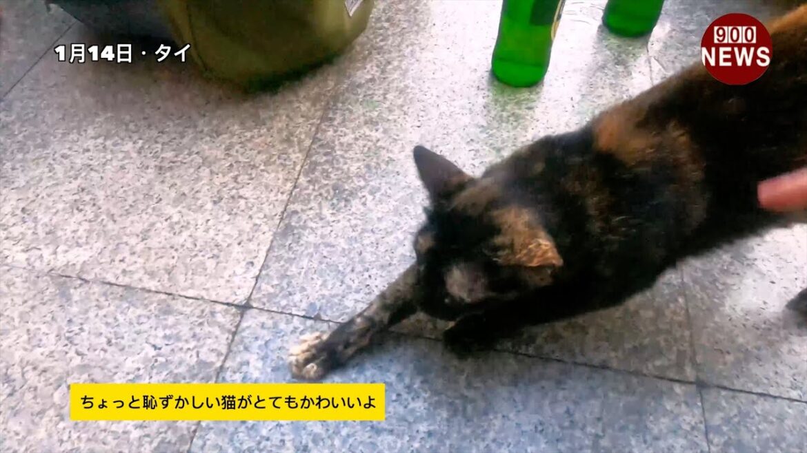 ちょっと恥ずかしい猫がとてもかわいいよ