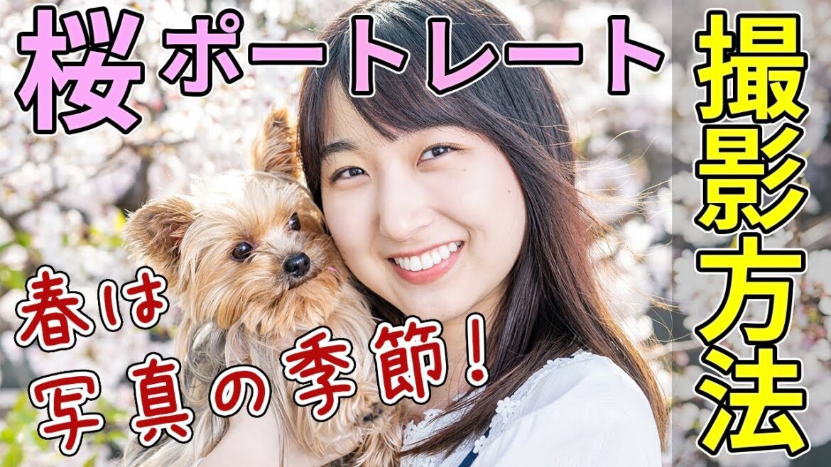 桜ポートレートの撮影方法 桜と人を撮る 桜ポトレ講座