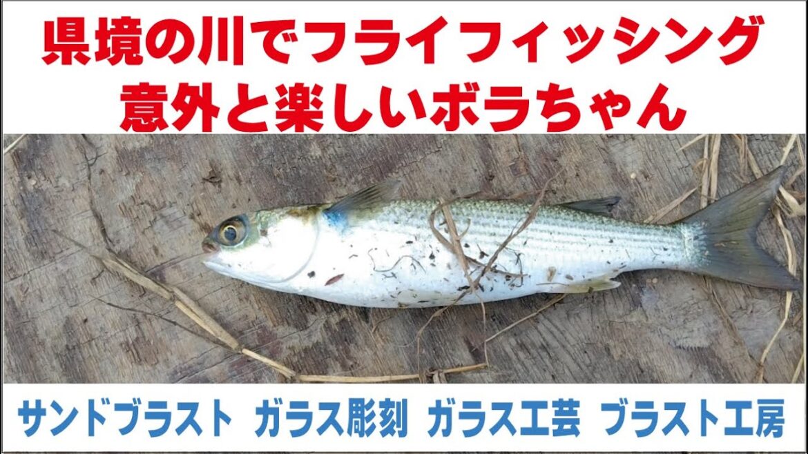 県境の川でフライフィッシング ボラ釣りは意外と楽しい！　サンドブラスト ガラス工芸 埼玉 ガラス彫刻 名入れ彫刻