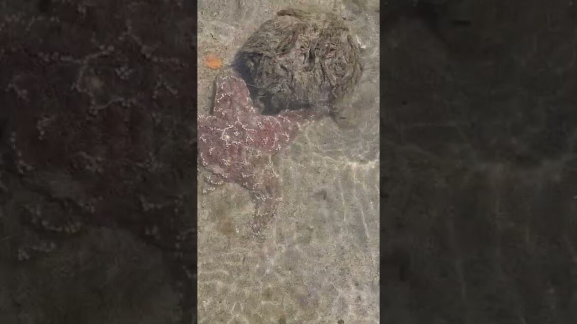 Gems of the Oregon Coast: Starfish at Sunset Beach #starfish #beach #nature