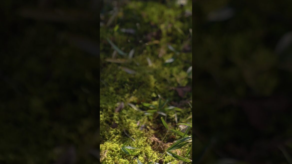 【二十四節気】啓蟄（けいちつ）：3月6日頃