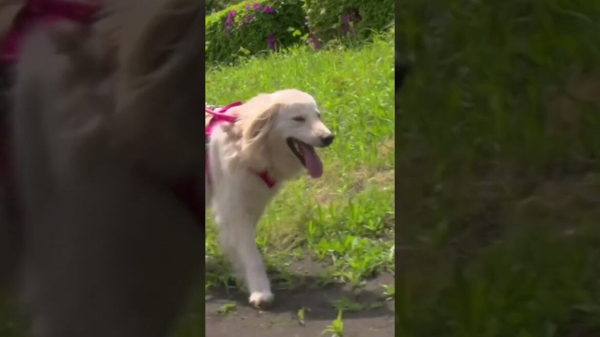 【保護犬ひつじ】赤井英和さんと暮らしたひつじが遂に… #保護犬 #犬