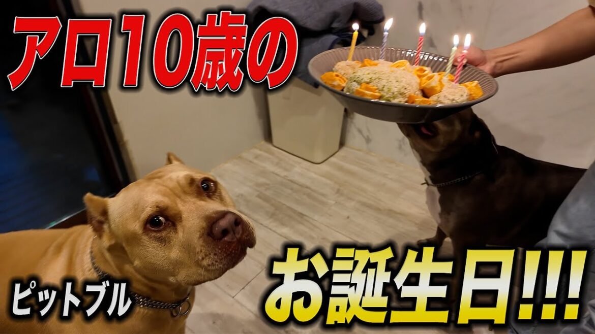 アメリカンピットブル10歳のお誕生日‼️