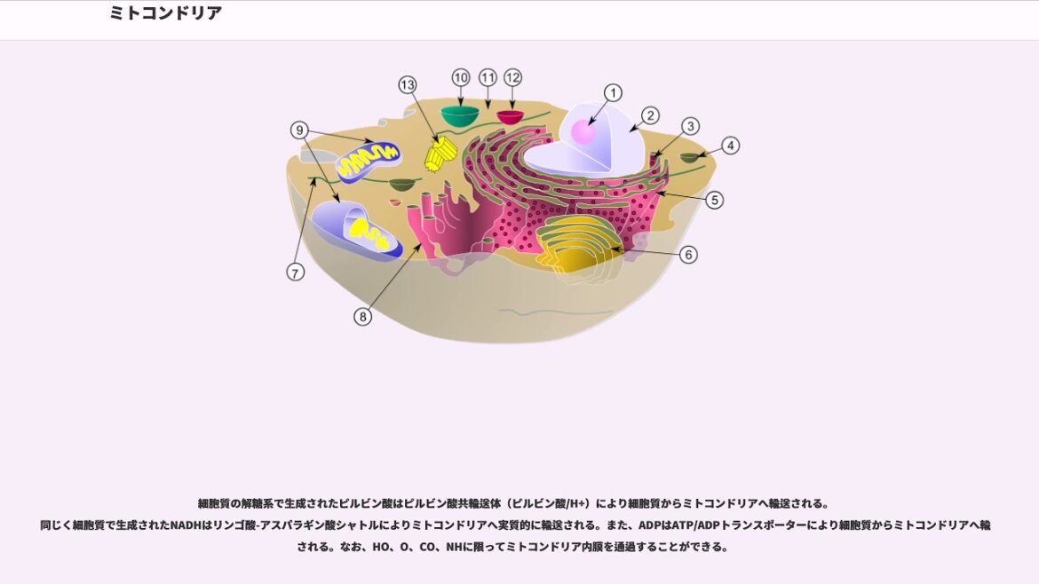 ミトコンドリア