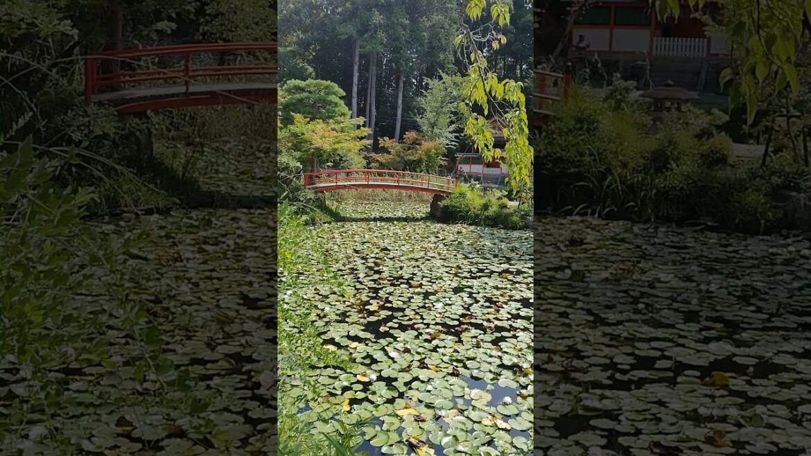 京都大原野神社  #モネ　#モネの睡蓮　#太鼓橋🎐