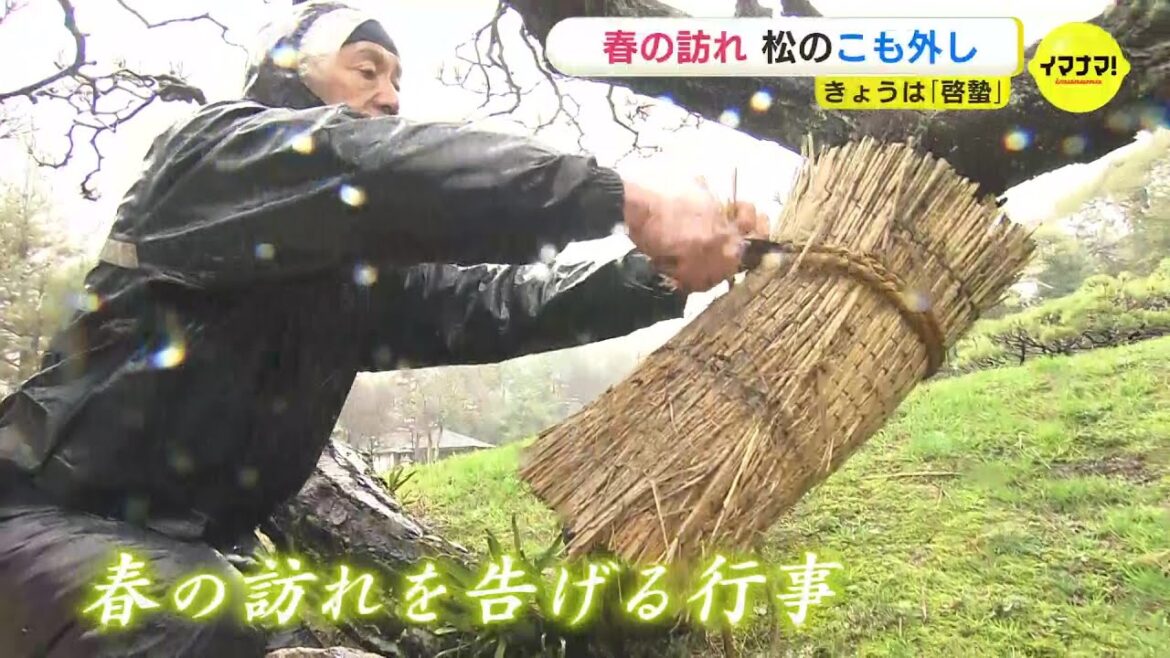 冷たい雨の「啓蟄」 春の訪れ告げる行事「こも外し」 桜の開花は…　広島・縮景園
