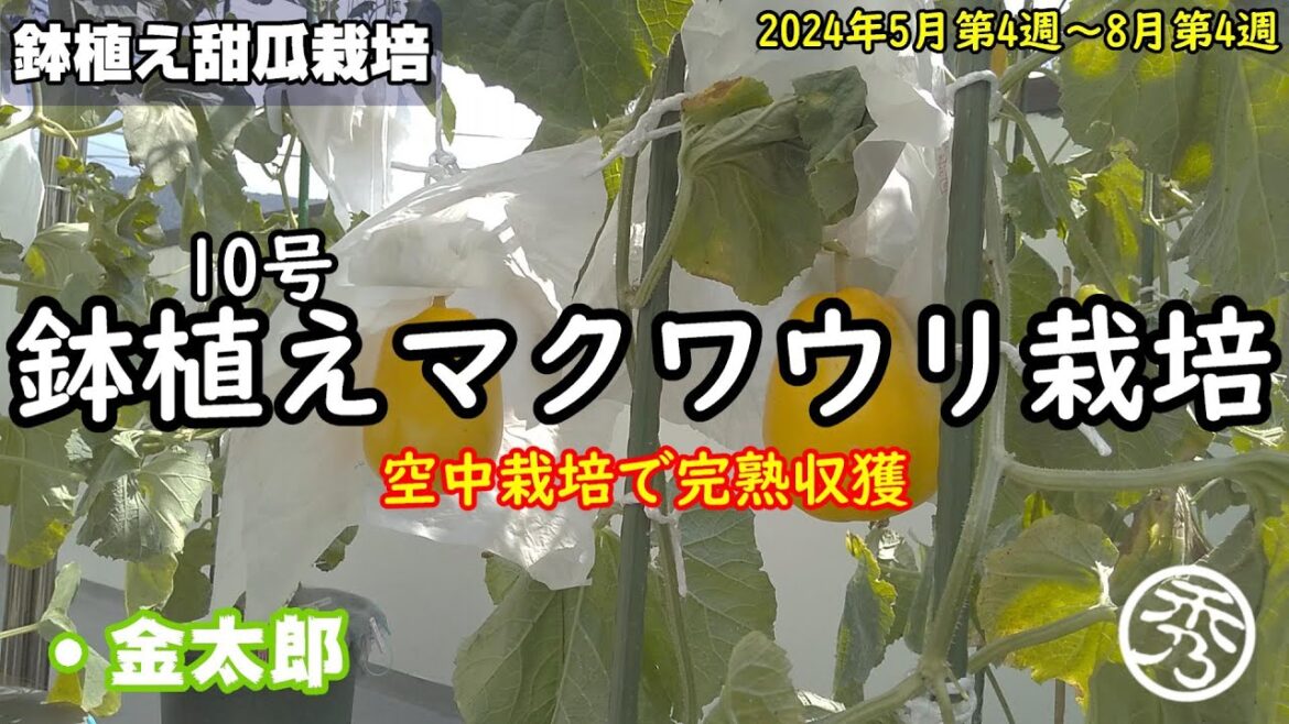 鉢植えで完熟マクワウリ栽培