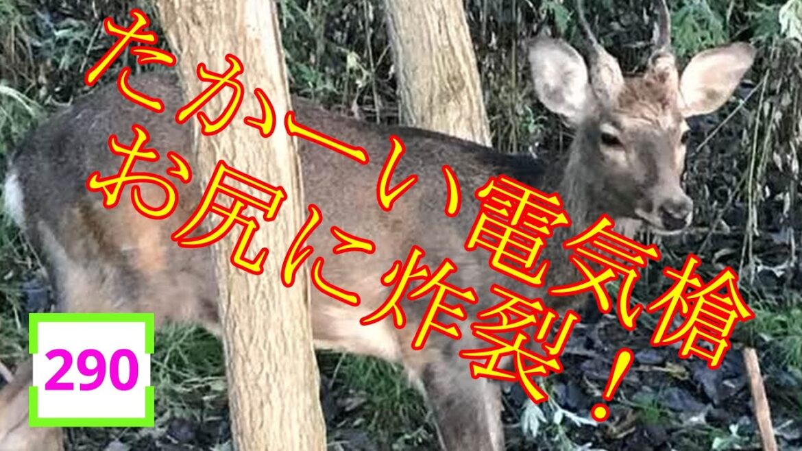 2023.9.29  お尻に電気槍炸裂! #エゾシカ #290 2023.9.29  お尻に電気槍炸裂! #エゾシカ #290