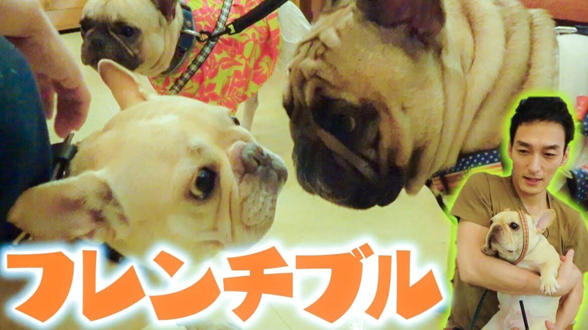 【クルミ感謝デー！】フレンチブルがたくさん集まるカフェに行ってみた！【#ブラツヨシ】